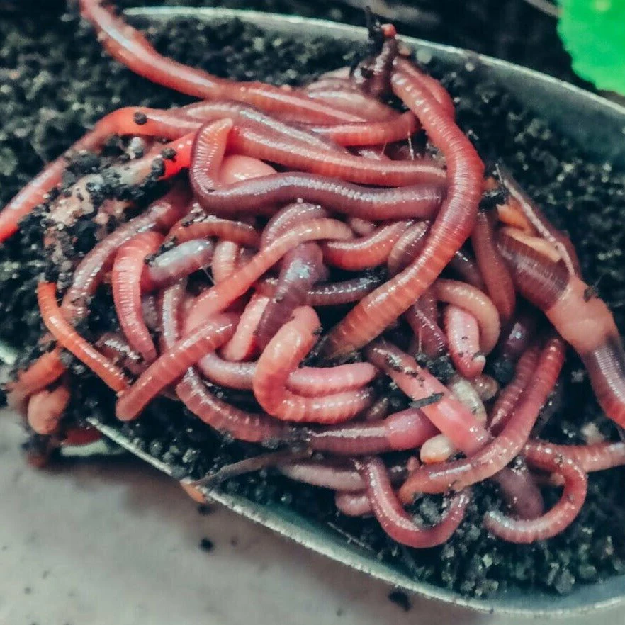 Pure Red Wiggler Composting Worms - Eisenia Fetida - Image 3