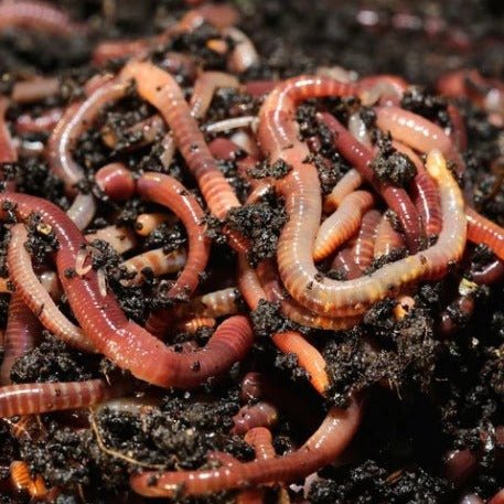 Pure Red Wiggler Composting Worms - Eisenia Fetida - Image 4
