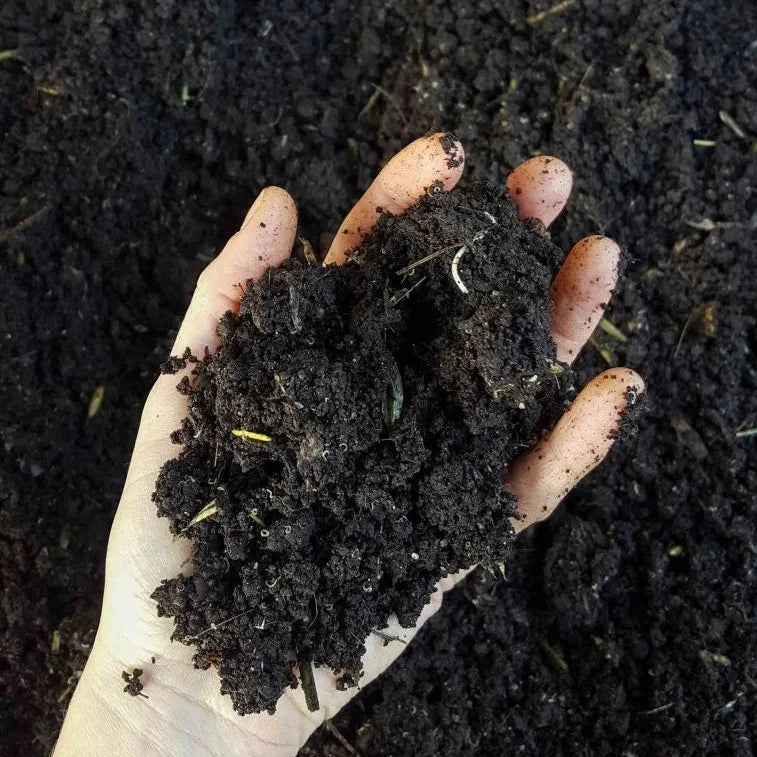 Worm Castings - Natural Super Fertilizer - Image 3