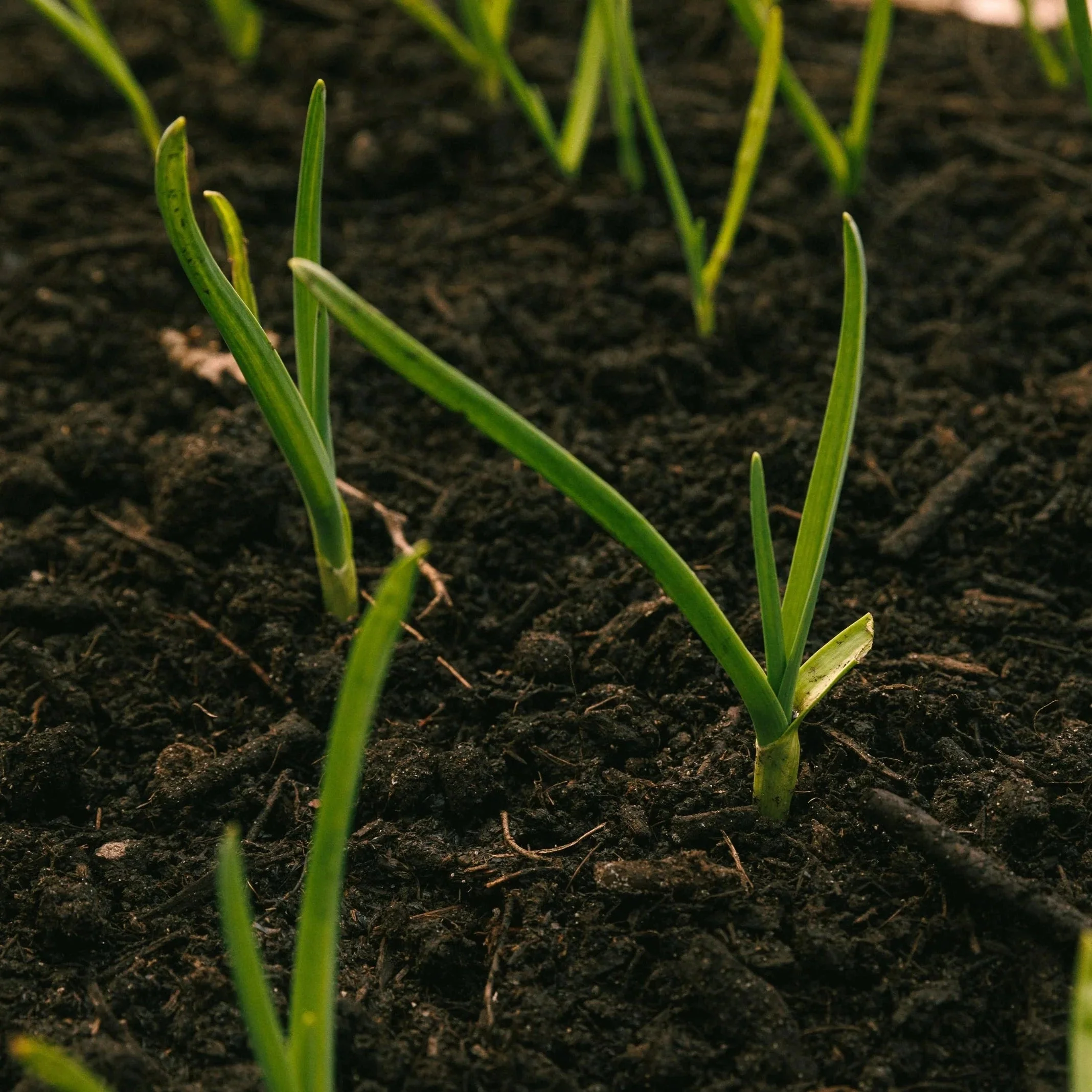 Worm Castings - Natural Super Fertilizer - Image 4